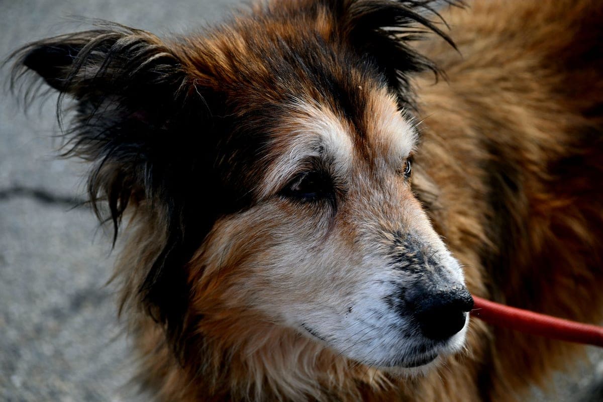 Senior Dog Care