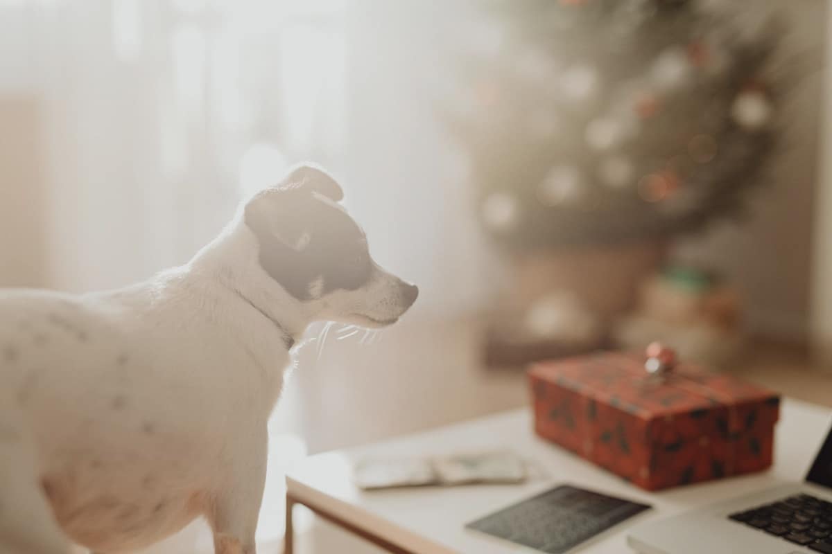 Gift guides for a senior dog